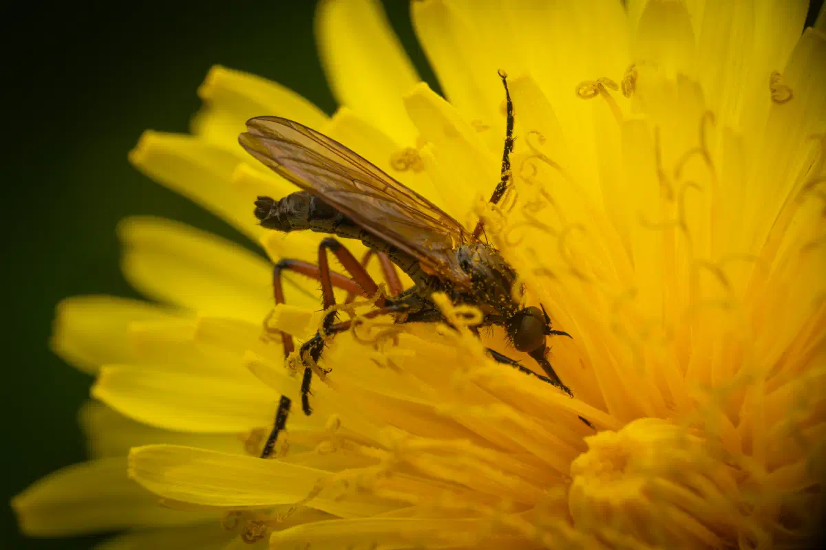 Tanzfliegen – No. 5