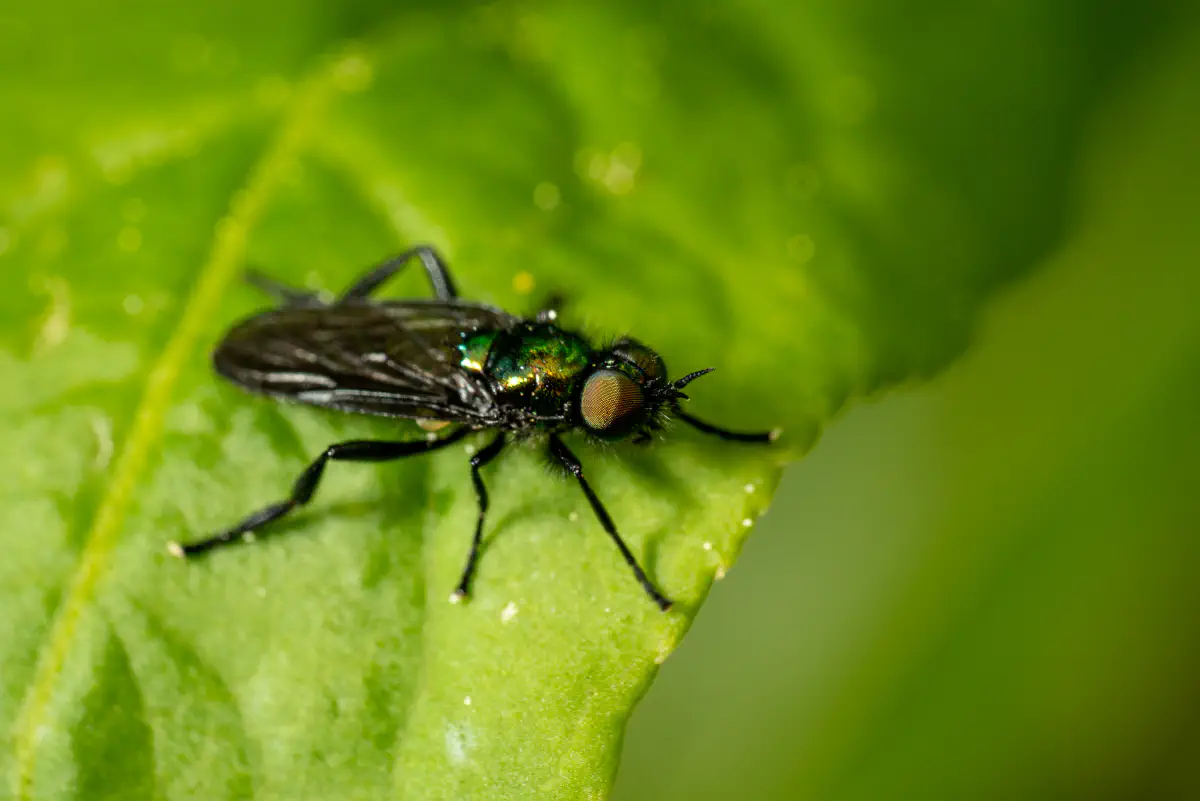 Grünglänzende Waffenfliege