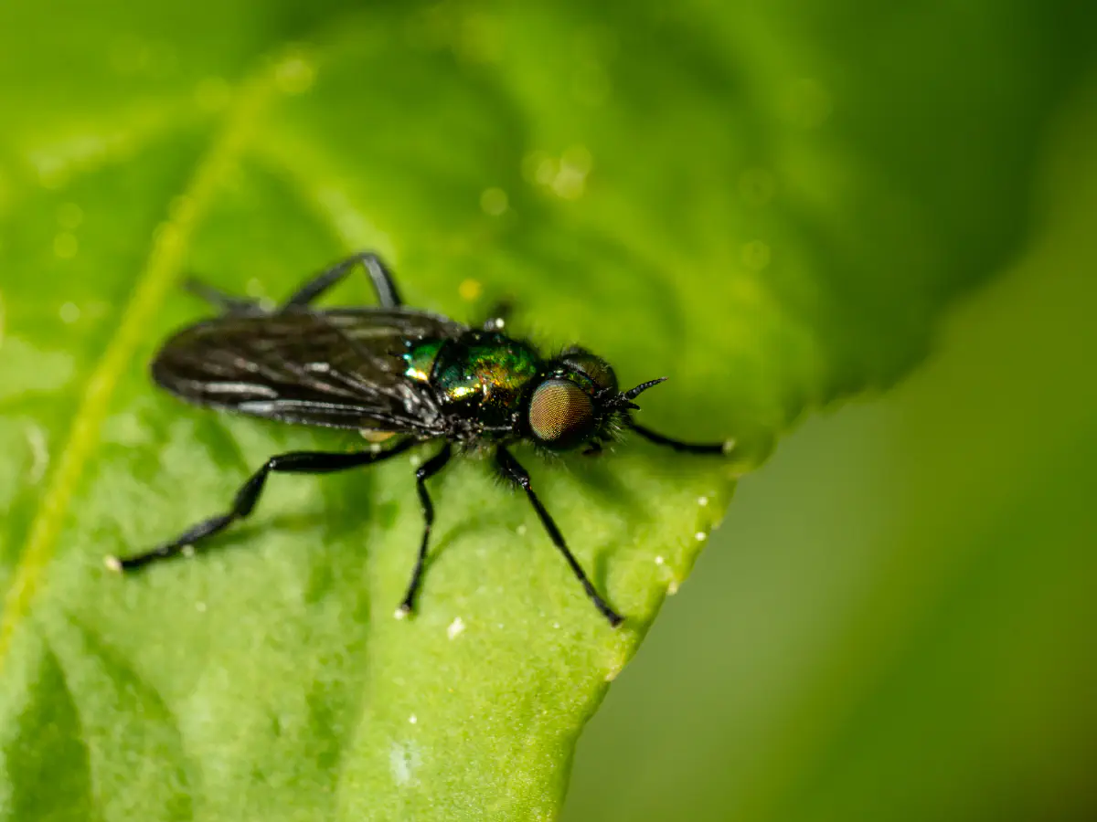Grünglänzende Waffenfliege