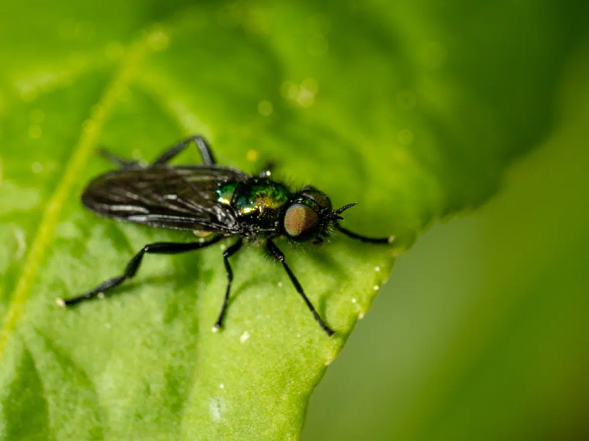 Grünglänzende Waffenfliege
