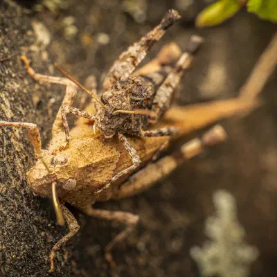 Blauflügelige Ödlandschrecke