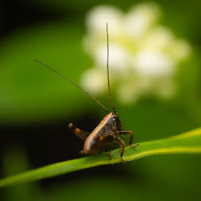 Gewöhnliche Strauchschrecke