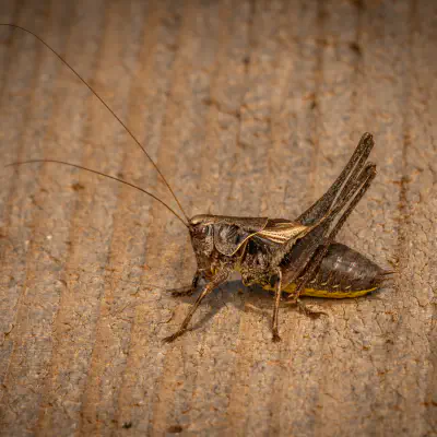 Gewöhnliche Strauchschrecke