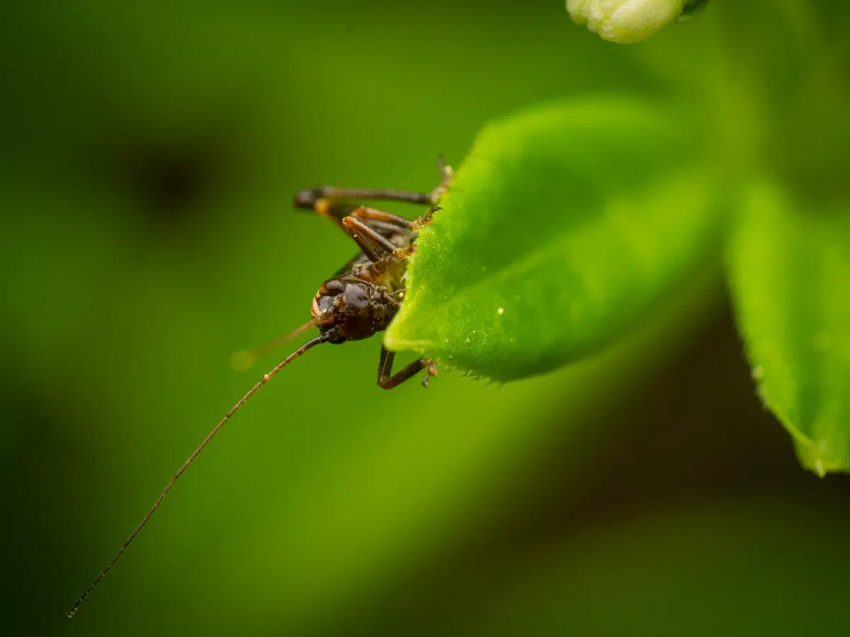 Gewöhnliche Strauchschrecke