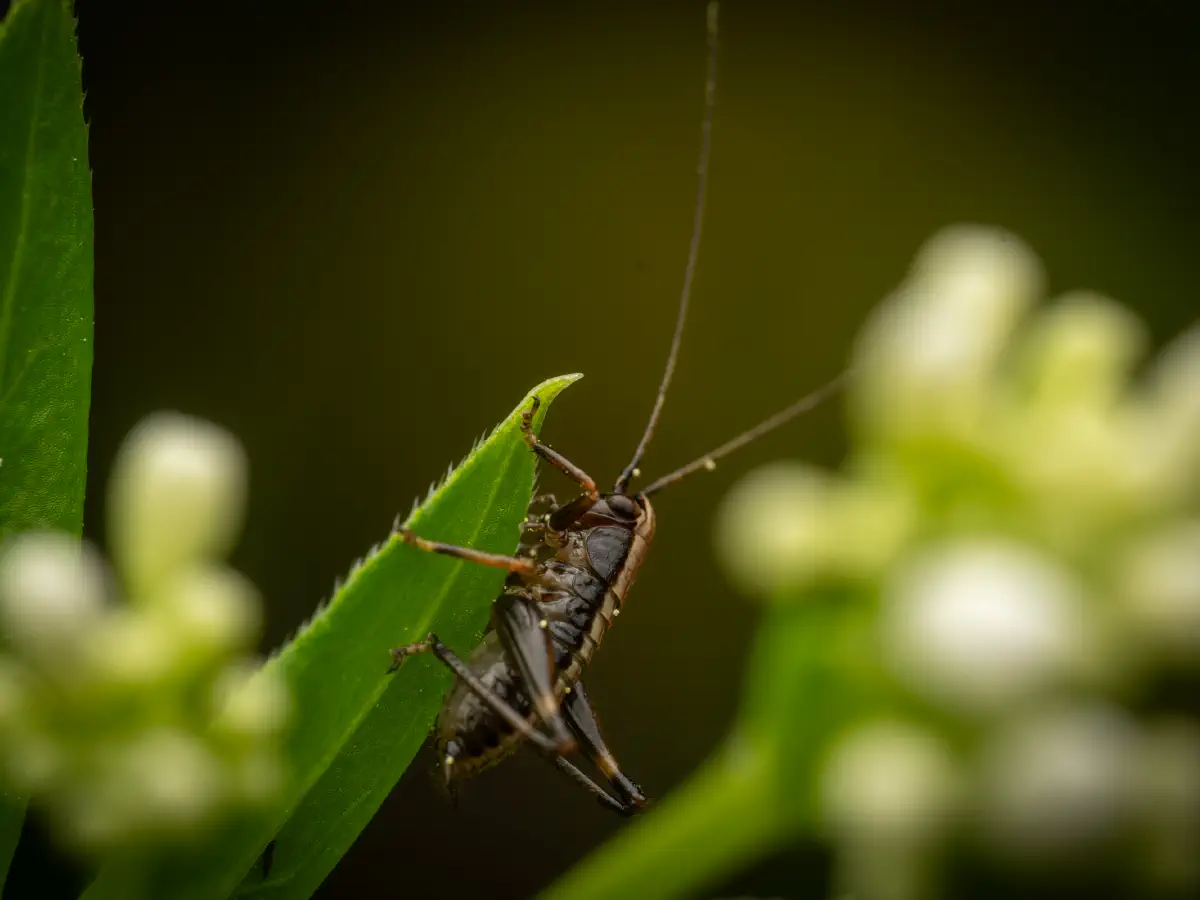 Gewöhnliche Strauchschrecke