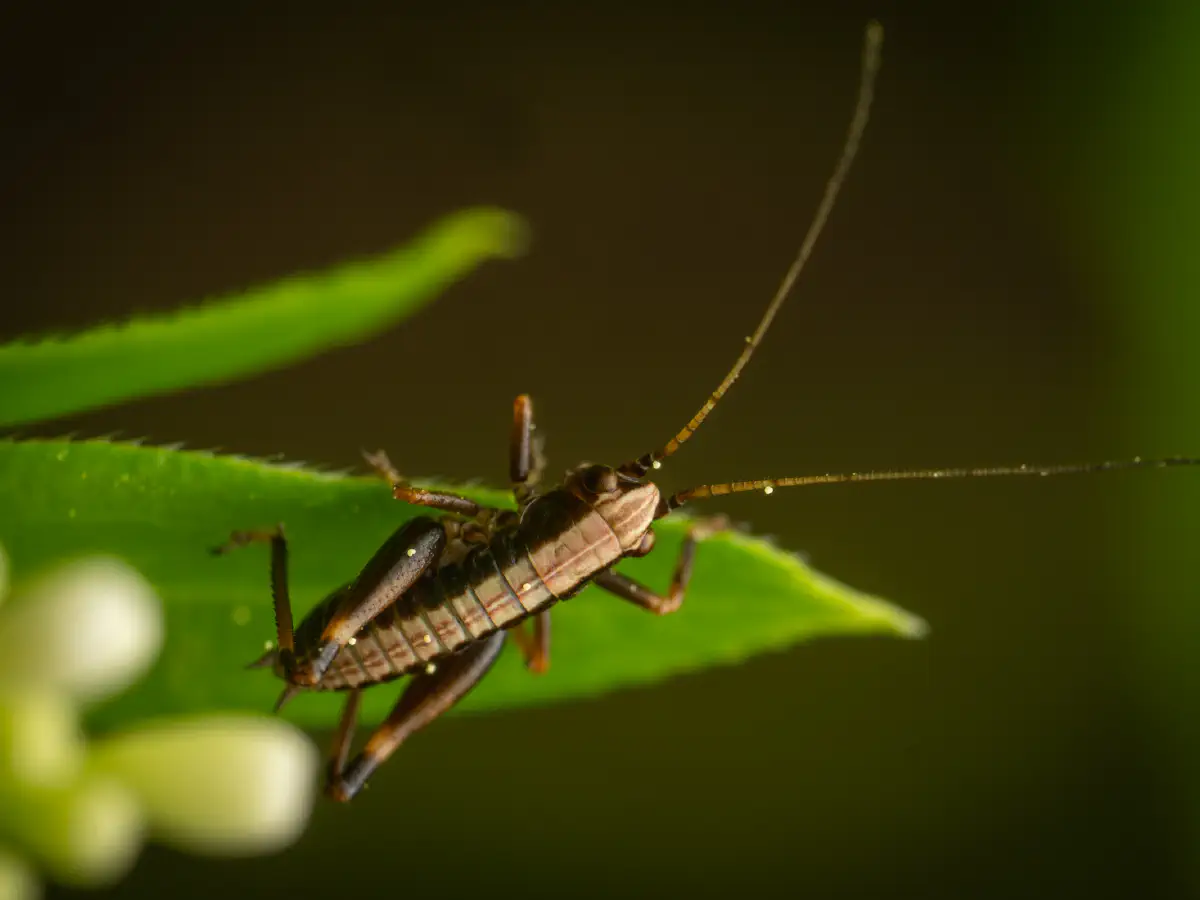 Gewöhnliche Strauchschrecke