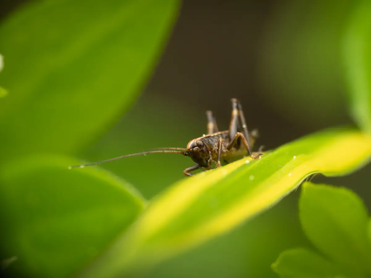 Gewöhnliche Strauchschrecke