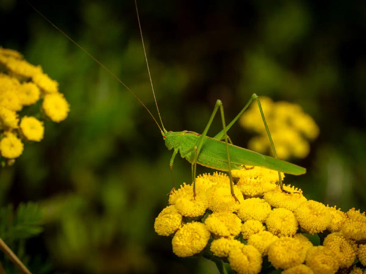 Langflügelige Schwertschrecke