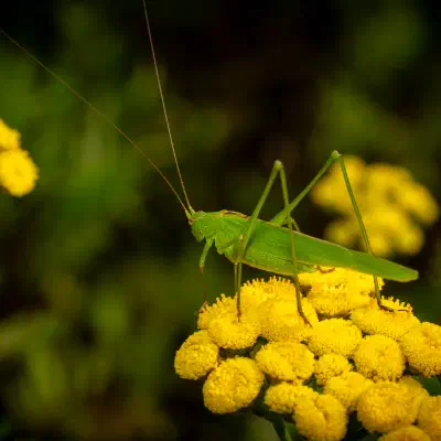 Langflügelige Schwertschrecke