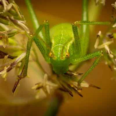 Laubholz-Säbelschrecke
