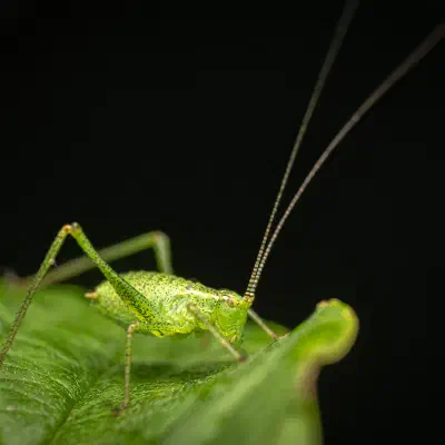 Punktierte Zartschrecke