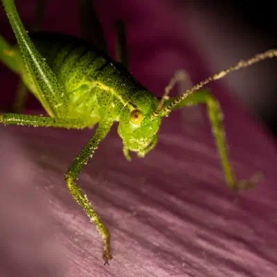 Punktierte Zartschrecke