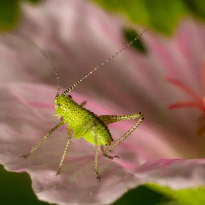 Punktierte Zartschrecke