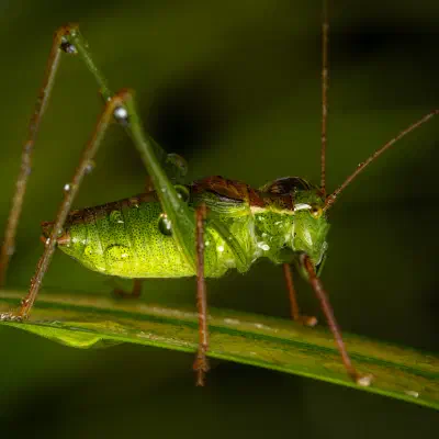 Punktierte Zartschrecke