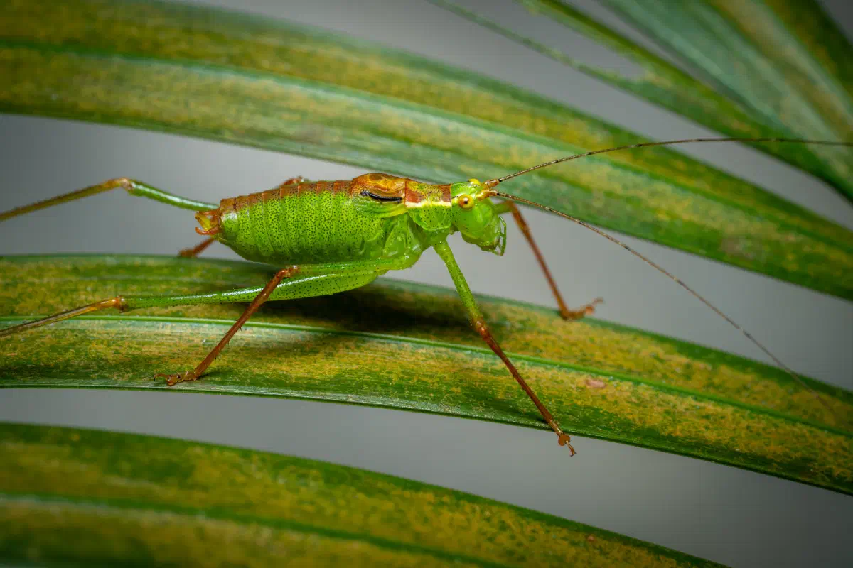 Saltamontes Verde punteado