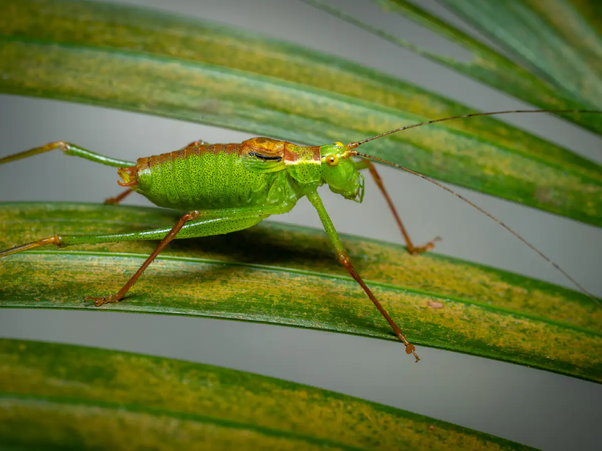 Punktierte Zartschrecke