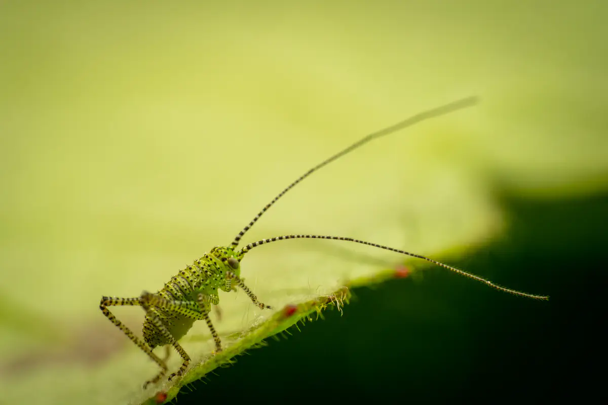 Punktierte Zartschrecke