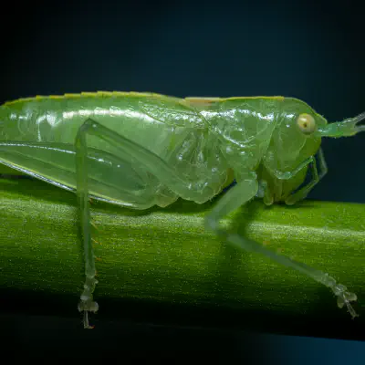Südliche Eichenschrecke