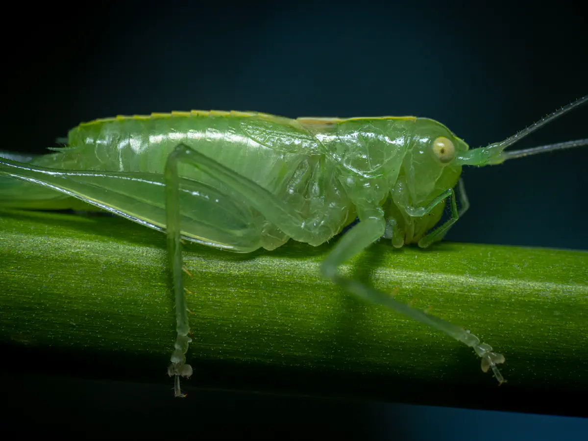 Südliche Eichenschrecke