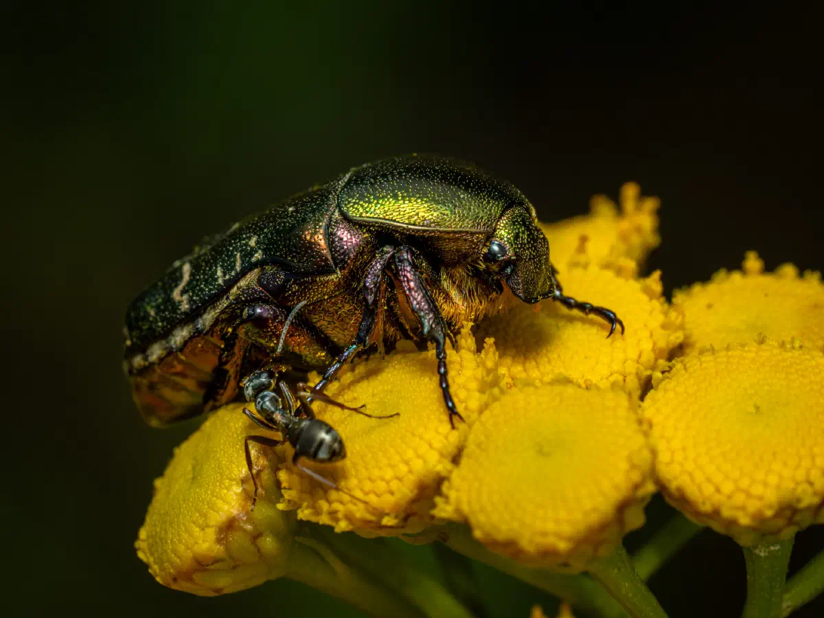 Goldglänzender Rosenkäfer