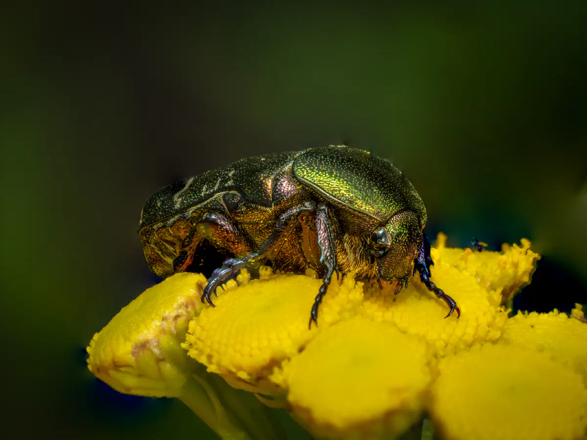Goldglänzender Rosenkäfer