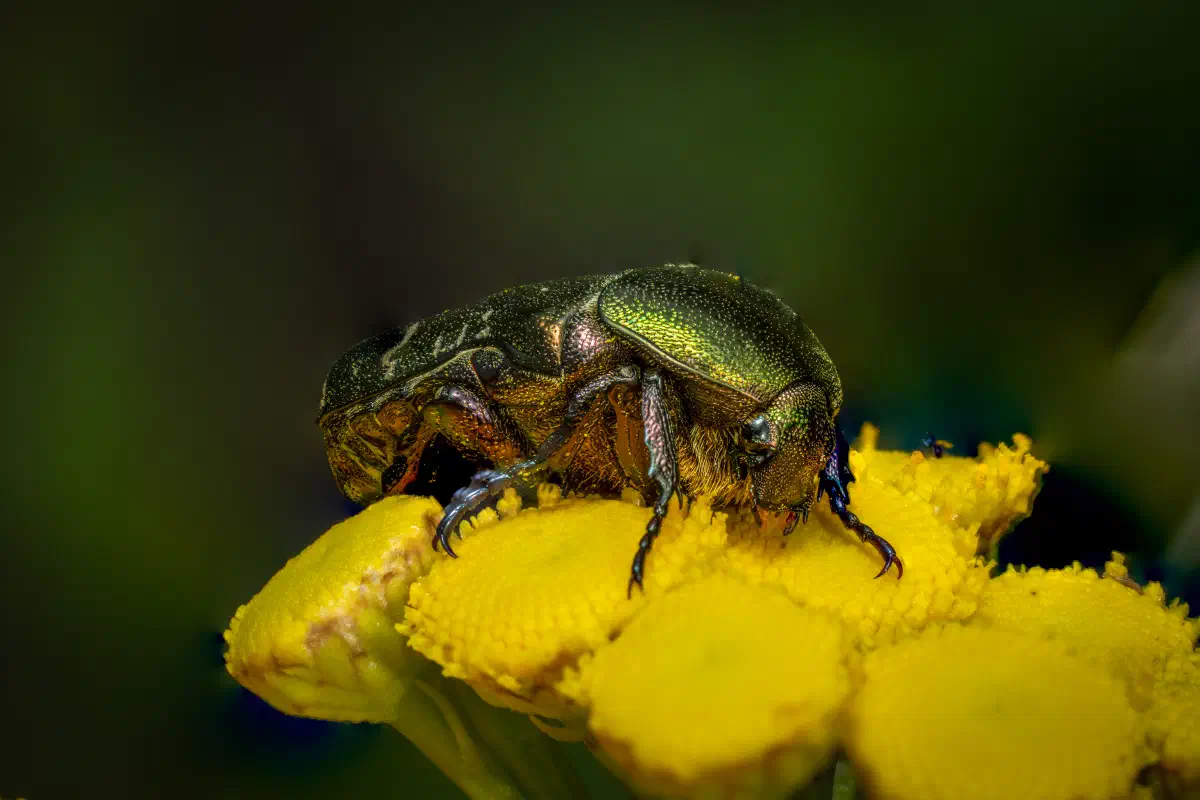 European Rose Chafer
