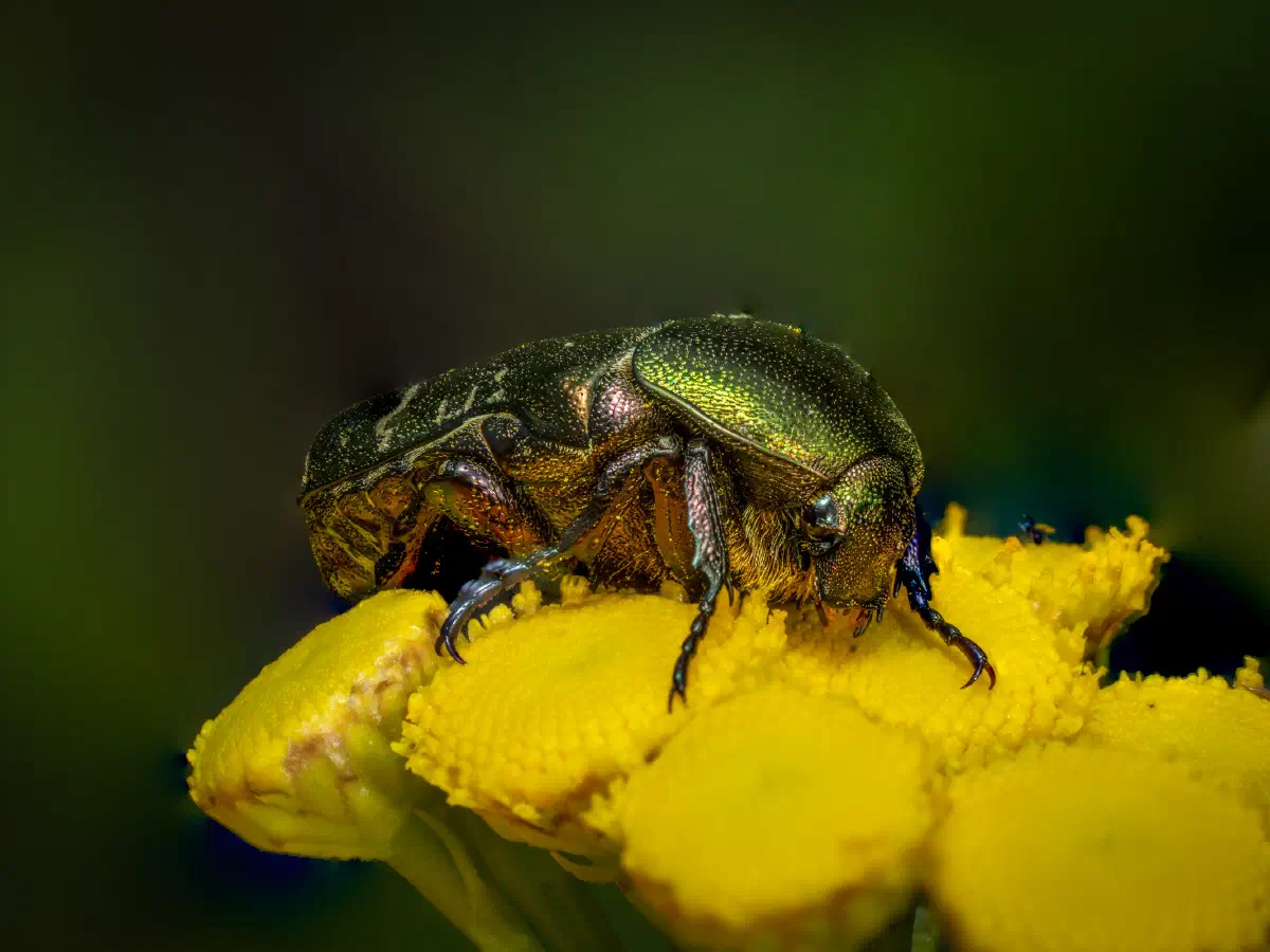 Goldglänzender Rosenkäfer