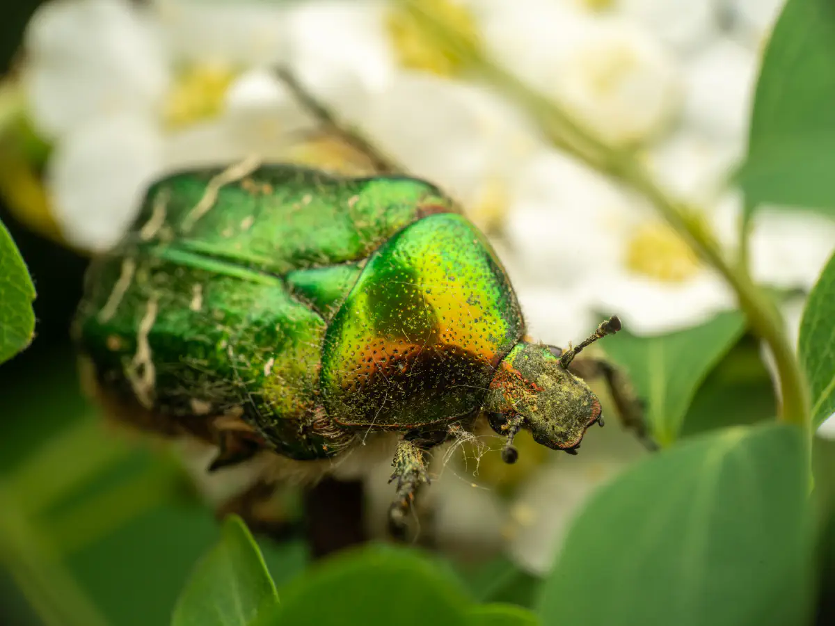 Goldglänzender Rosenkäfer
