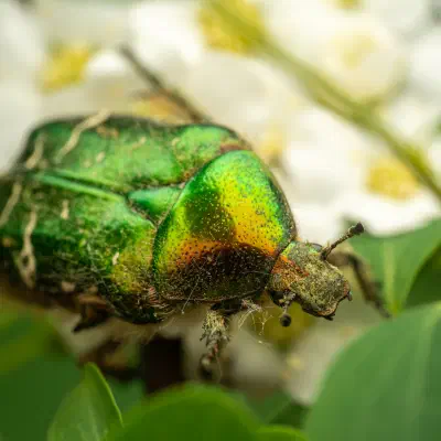 Goldglänzender Rosenkäfer