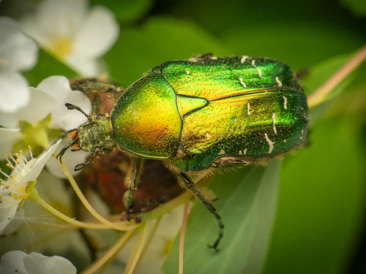 Goldglänzender Rosenkäfer
