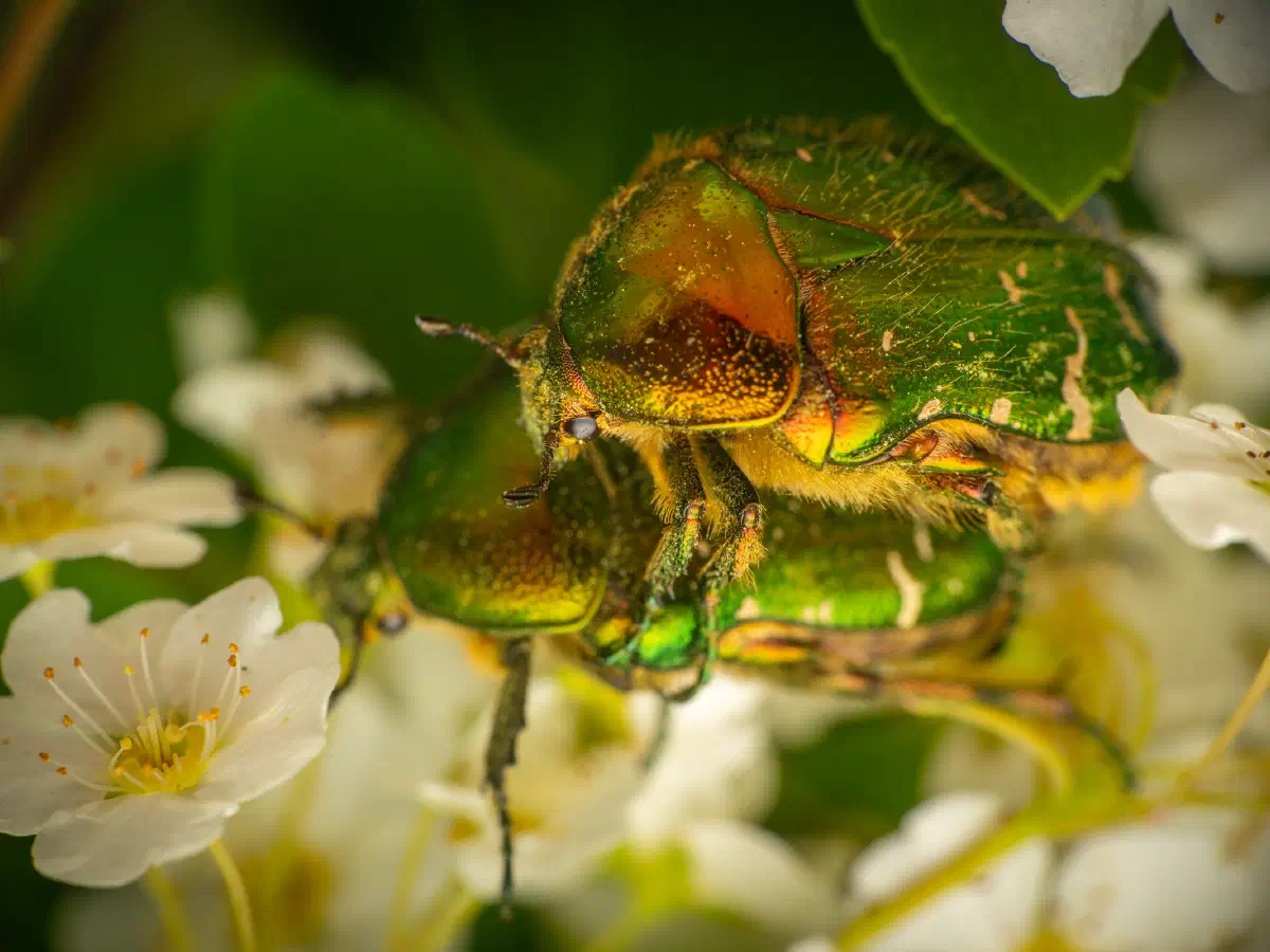 Goldglänzender Rosenkäfer