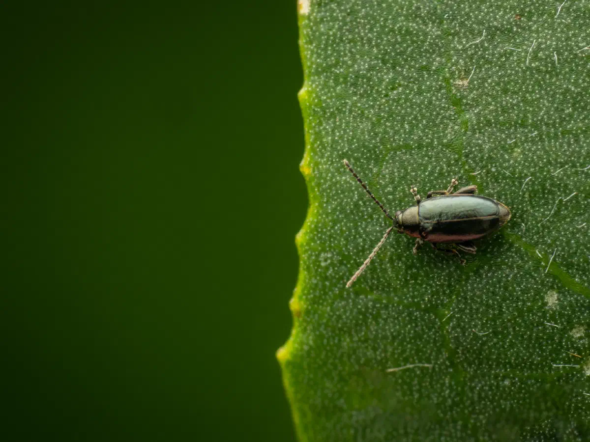 Blauseidiger Kohlerdfloh