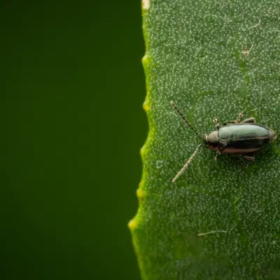 Blauseidiger Kohlerdfloh