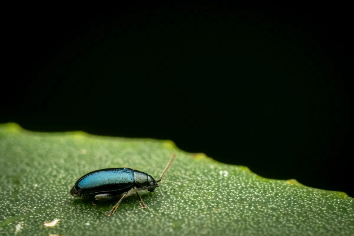 Blauseidiger Kohlerdfloh