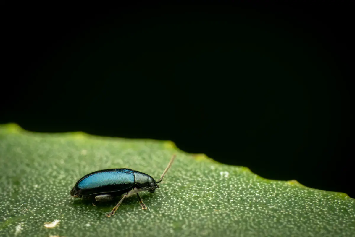 Blauseidiger Kohlerdfloh