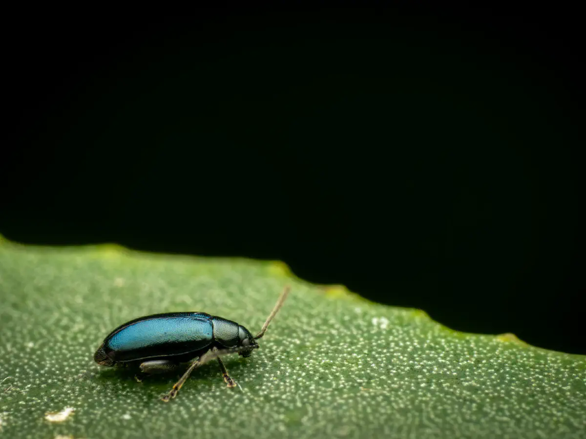Blauseidiger Kohlerdfloh