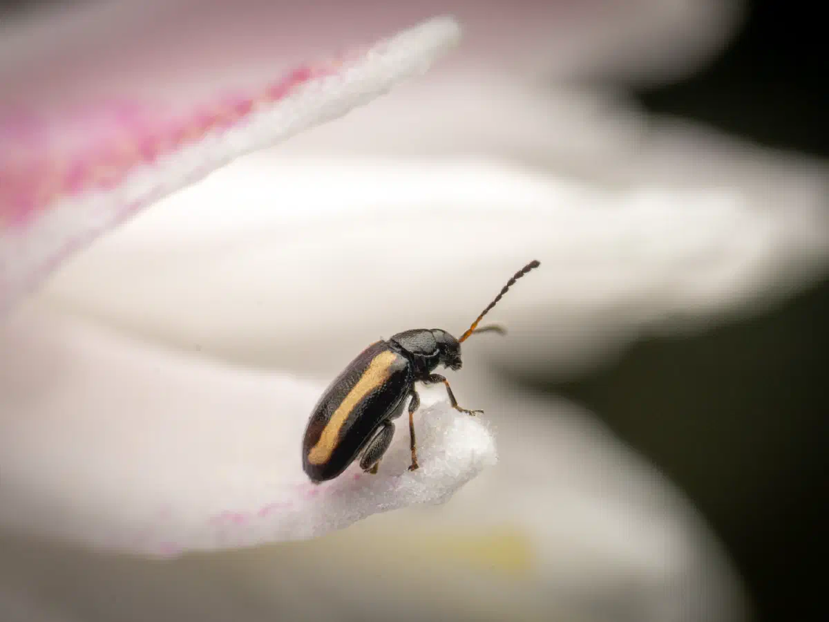 Gestreifter Blattfloh