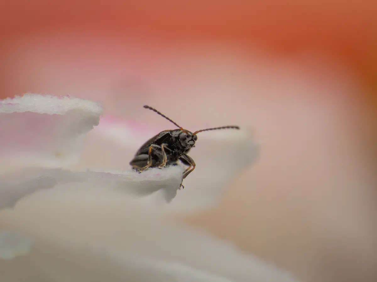 Gestreifter Blattfloh