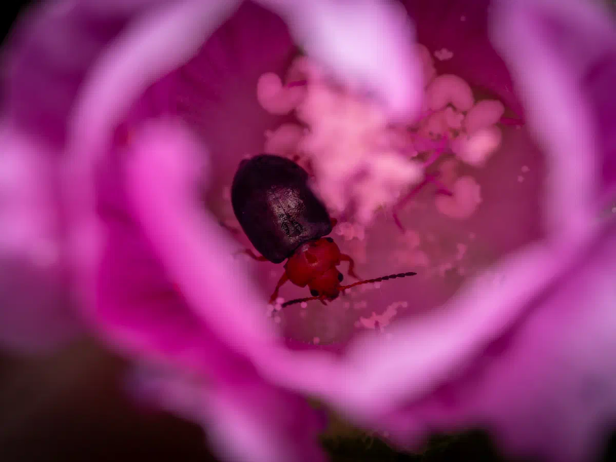 Gewöhnlicher Malven-Erdfloh