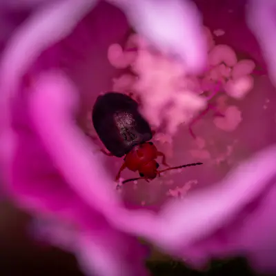 Gewöhnlicher Malven-Erdfloh