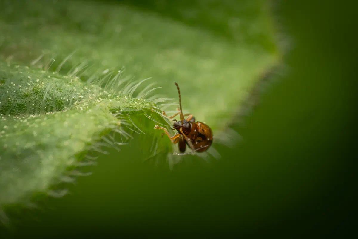 Flohkäfer – No. 3