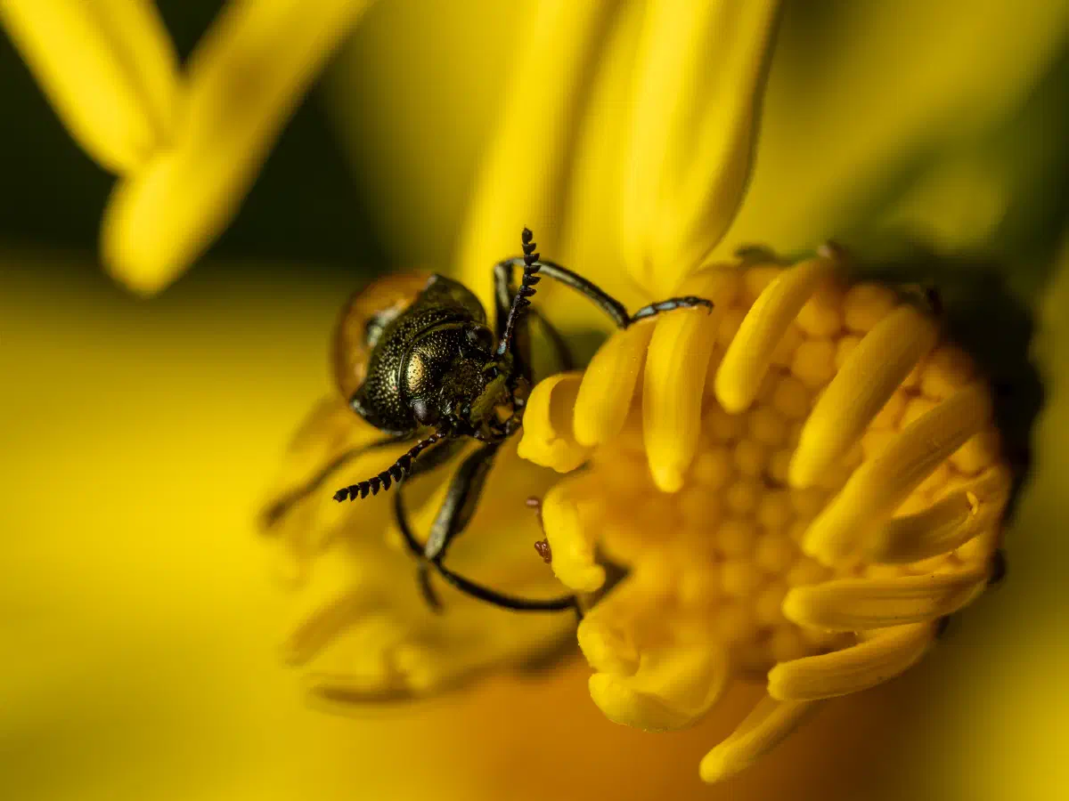 Gemeiner Langbeinkäfer