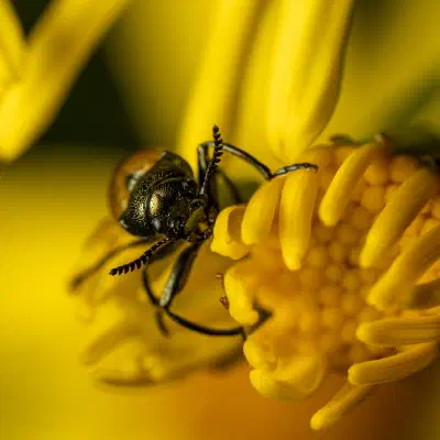 Gemeiner Langbeinkäfer