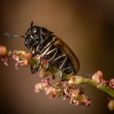 Gemeiner Langbeinkäfer