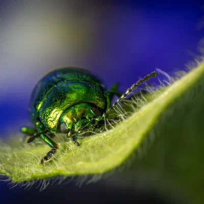 Grüner Sauerampferkäfer