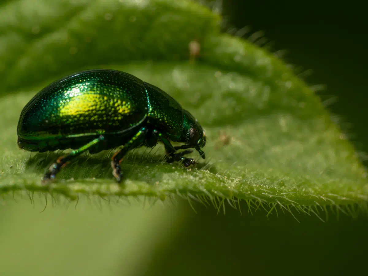 Grüner Sauerampferkäfer