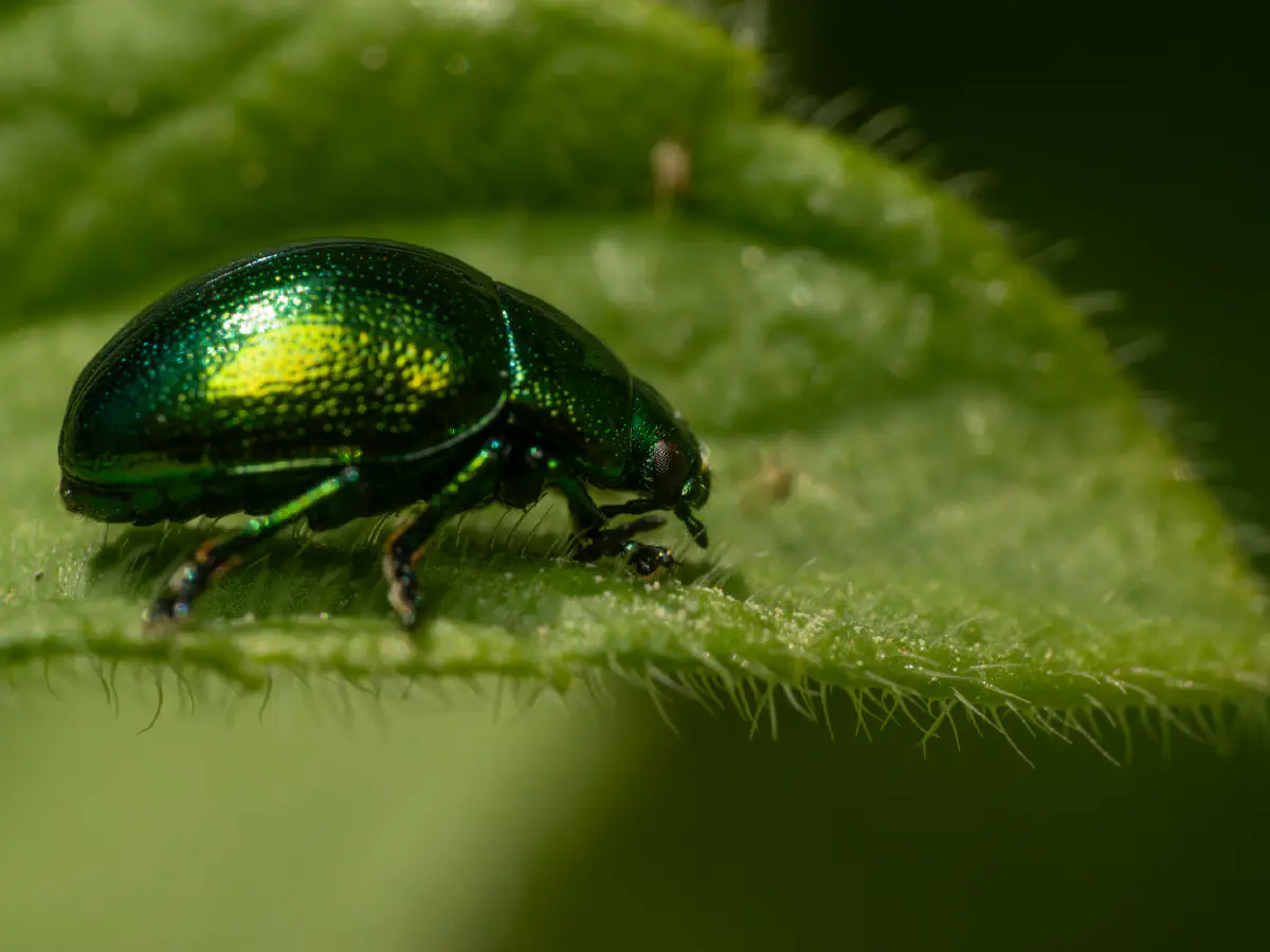 Grüner Sauerampferkäfer