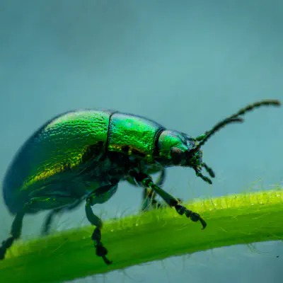 Grüner Sauerampferkäfer