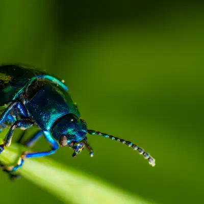 Himmelblauer Blattkäfer