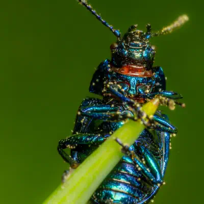 Himmelblauer Blattkäfer